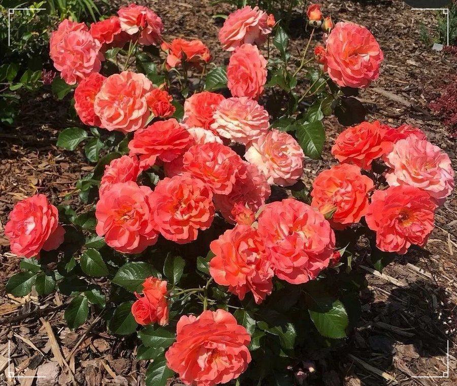 Tatton róże rabatowe